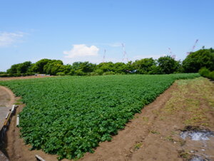 DSC00281.JPG